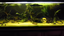 Aquarium Hauptansicht von Parachanna obscura