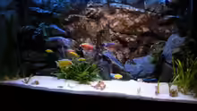 Aquarium Hauptansicht von Peter´s bunte Kiste