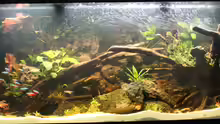 Aquarium Hauptansicht von Pleco Heaven