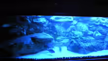 Aquarium Hauptansicht von Räuber aus dem Werder.... ähmm Malawisee