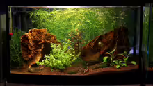Aquarium Hauptansicht von Red Rili Sakura