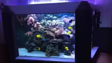 Aquarium Hauptansicht von Riff XXL