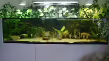 Aquarium Hauptansicht von Rotrückenparadies -)