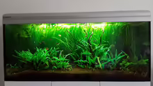Aquarium Hauptansicht von Schorschis Dickicht