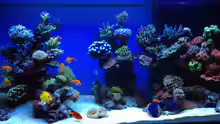 Aquarium Hauptansicht von Schwings Reef