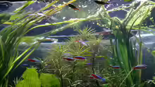 Aquarium Hauptansicht von Südamerika
