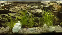 Aquarium Hauptansicht von Tanganjika 240 l
