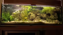 Aquarium Hauptansicht von Tanganjika 375l - Nur noch als Beispiel