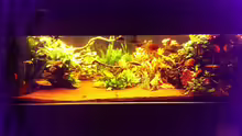 Aquarium Hauptansicht von ´Tapajos´