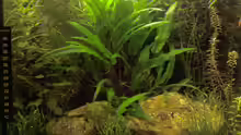 Aquarium Hauptansicht von Tetra AquaArt30