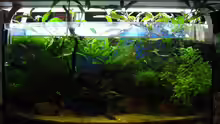 Aquarium Hauptansicht von Trichogaster chuna´s Playground
