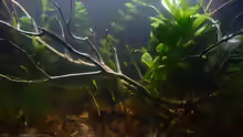 Aquarium Hauptansicht von Trichopsis pumila