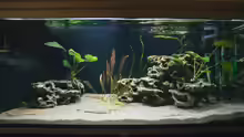 Aquarium Hauptansicht von Tropheus Bemba