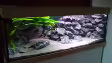 Aquarium Hauptansicht von Tropheus-Gesellschaft