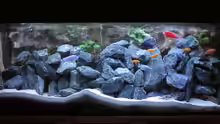 Aquarium Hauptansicht von Uwe´s Malawi