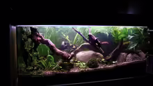 Aquarium Hauptansicht von Wilder Fluss (aufgelöst)