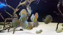 Aquarium Hauptansicht von Wurzelbiotop 2 (Nur noch als Beispiel)