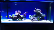 Aquarium Hawaiian Tank