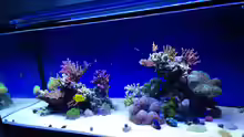 Aquarium Hawaiian Tank