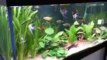 Aquarium im Wohnzimmer