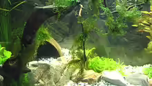 Aquarium Juwel Rekord