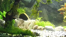 Aquarium Juwel Rekord