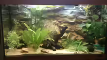 Aquarium Juwel Rio 125l Südamerika