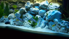 Aquarium Juwel Rio 240