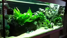 Aquarium Juwel Rio 240
