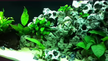 Aquarium Juwel Rio 240
