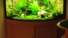 Aquarium Juwel Trigon 190