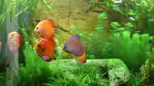 Aquarium Juwel Vision 260