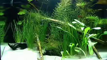 Aquarium KaFi Horst