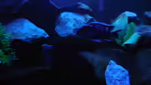 Aquarium Kevin`s Malawibecken