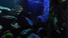 Aquarium Kevin`s Malawibecken
