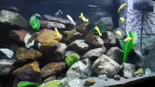 Aquarium Kevin`s Malawibecken
