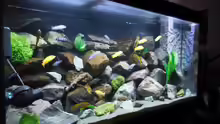 Aquarium Kevin`s Malawibecken