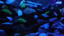 Aquarium Kevin`s Malawibecken