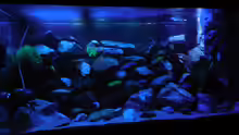 Aquarium Kevin`s Malawibecken