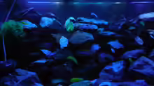 Aquarium Kevin`s Malawibecken