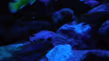 Aquarium Kevin`s Malawibecken