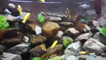 Aquarium Kevin`s Malawibecken