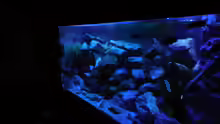 Aquarium Kevin`s Malawibecken