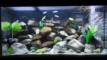 Aquarium Kevin`s Malawibecken