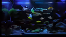 Aquarium Kevin`s Malawibecken