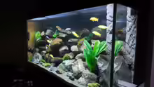 Aquarium Kevin`s Malawibecken