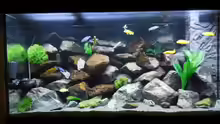 Aquarium Kevin`s Malawibecken