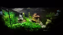 Aquarium Kleine Unterwasserwelt