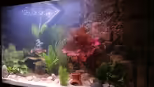 Aquarium Kleine Unterwasserwelt