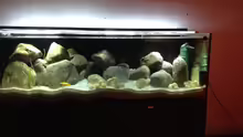Aquarium Kleiner Tanganjikasee